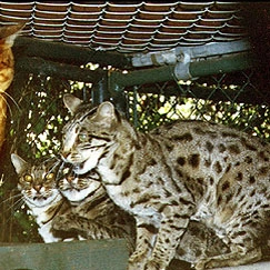 les hybrides à l'origine du Bengal